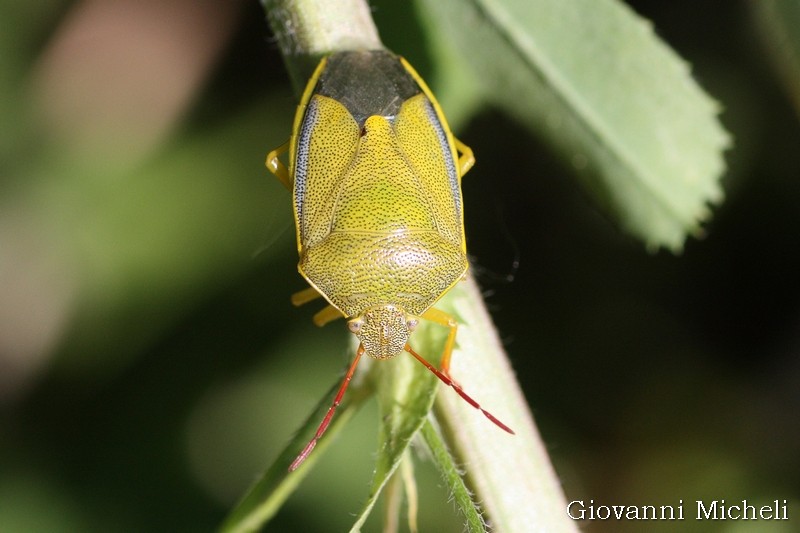 Pentatomidae:  Piezodorus lituratus f. alliacea